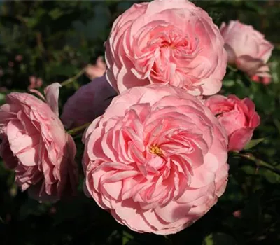 Beetrose 'Larissa'® Beetrose 'Larissa'®