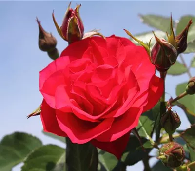 Beetrose 'Black Forest Rose'® Beetrose 'Black Forest Rose'®