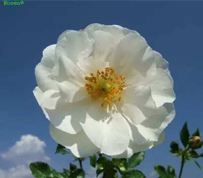 Beetrose 'Diamant'® Beetrose 'Diamant'®