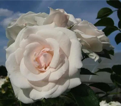 Beetrose 'Aspirin-Rose'® Beetrose 'Aspirin-Rose'®