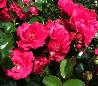 Bodendeckerrose 'Gärtnerfreude'® Bodendeckerrose 'Gärtnerfreude'®