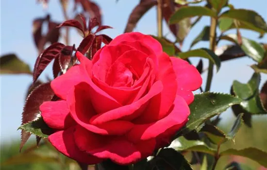 Edelrose 'Grande Classe'® Edelrose 'Grande Classe'®