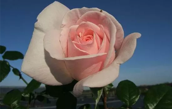 Edelrose 'Schloss Ippenburg'® Edelrose 'Schloss Ippenburg'®