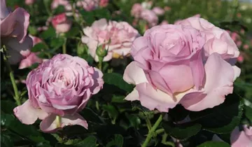 Rosa 'Blue Girl'®