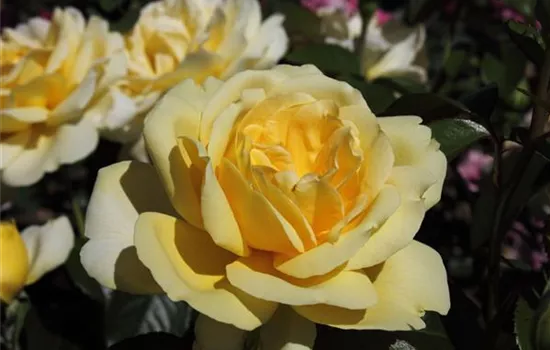 Edelrose 'Winter Sun'® Edelrose 'Winter Sun'®