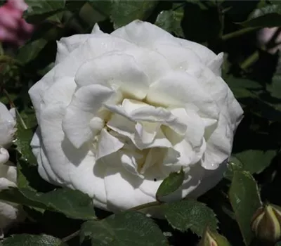 Zwergrose 'Schneeküsschen'® Zwergrose 'Schneeküsschen'®