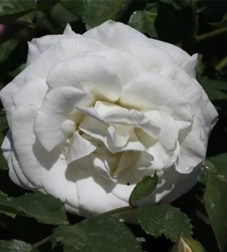 Zwergrose 'Schneeküsschen'® Zwergrose 'Schneeküsschen'®