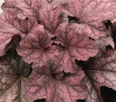 Garten-Silberglöckchen Garten-Silberglöckchen