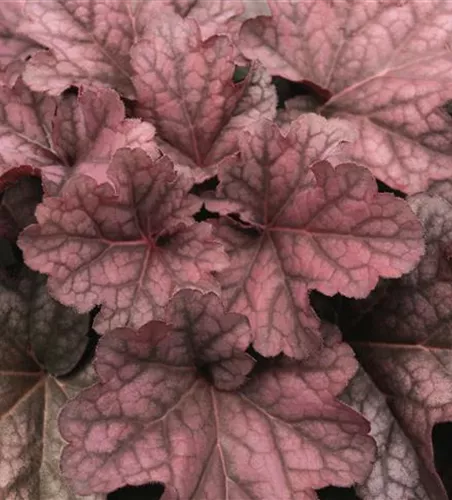 Garten-Silberglöckchen Garten-Silberglöckchen