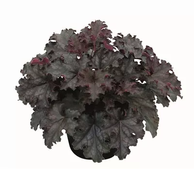 Purpurglöckchen 'Black Knight'