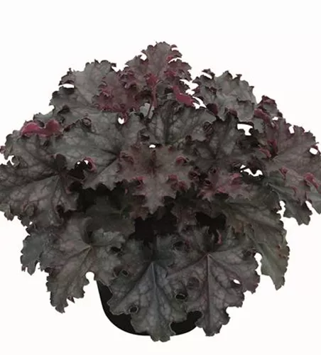 Purpurglöckchen 'Black Knight'