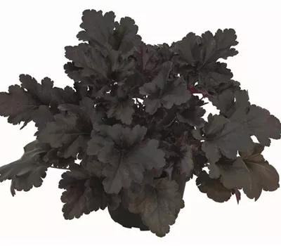 Purpurglöckchen 'Black Pearl'