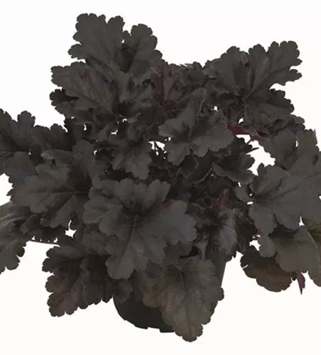 Purpurglöckchen 'Black Pearl'