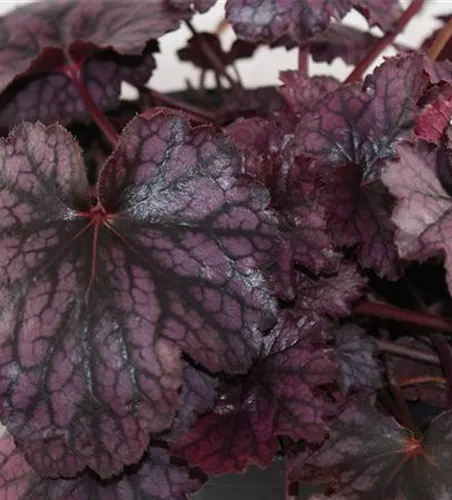 Purpurglöckchen 'Blackberry Jam'