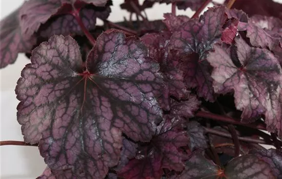 Purpurglöckchen 'Blackberry Jam' Purpurglöckchen 'Blackberry Jam'