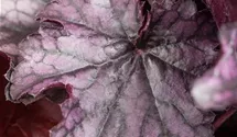 Heuchera 'Little Prince'
