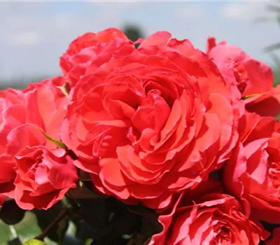 Beetrose 'Cherry Girl'® Beetrose 'Cherry Girl'®