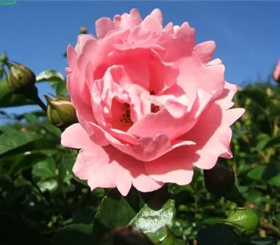 Beetrose 'Sommerwind'® Beetrose 'Sommerwind'®