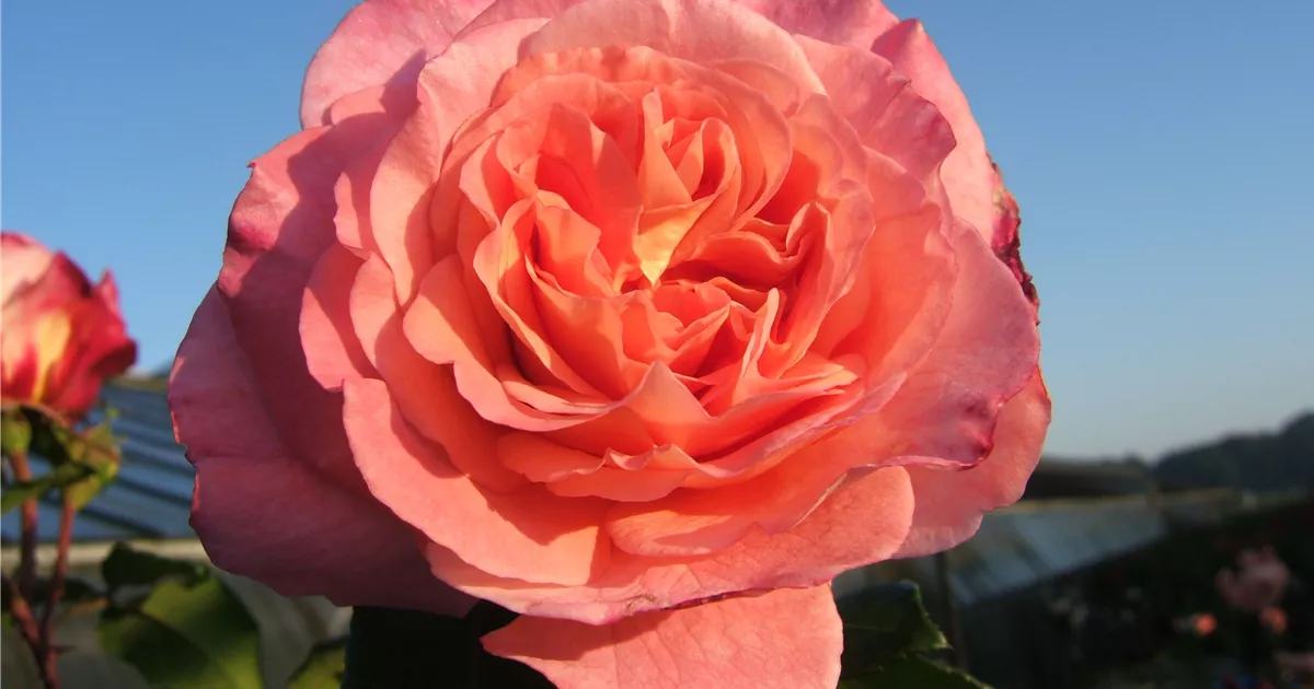 Edelrose 'Augusta Luise'