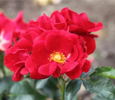 Bodendeckerrose 'Matador'® Bodendeckerrose 'Matador'®