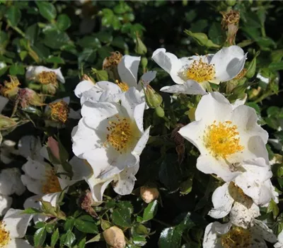 Zwergrose 'Sonnenröschen'® Zwergrose 'Sonnenröschen'®