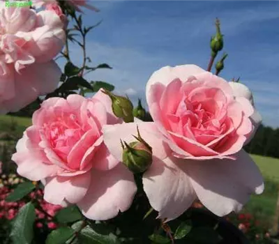 Beetrose 'Bonica 82'® Beetrose 'Bonica 82'®