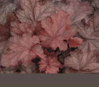 Garten-Silberglöckchen Garten-Silberglöckchen