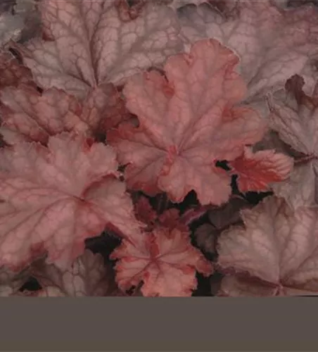 Garten-Silberglöckchen