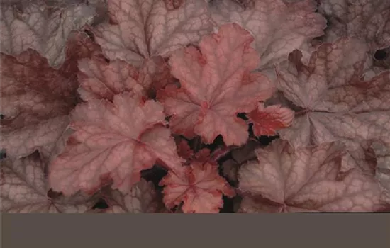 Garten-Silberglöckchen Garten-Silberglöckchen