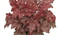 Heuchera 'Chateau Rouge'