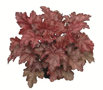 Purpurglöckchen 'Chateau Rouge'