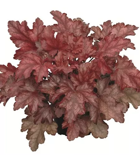 Purpurglöckchen 'Chateau Rouge'