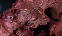 Heuchera 'Chateau Rouge'