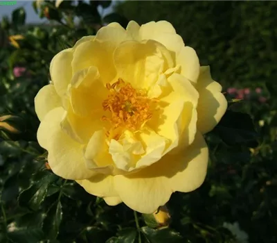 Bodendeckerrose 'Sunny Rose'® Bodendeckerrose 'Sunny Rose'®