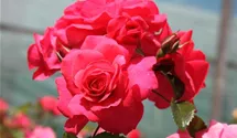 Rosa 'Bad Birnbach'®