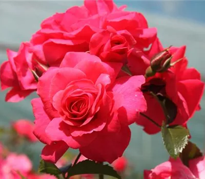 Beetrose 'Bad Birnbach'® Beetrose 'Bad Birnbach'®