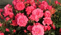 Rosa 'Bad Birnbach'®