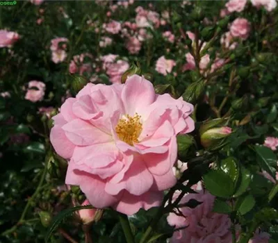 Bodendeckerrose 'Satina'® Bodendeckerrose 'Satina'®