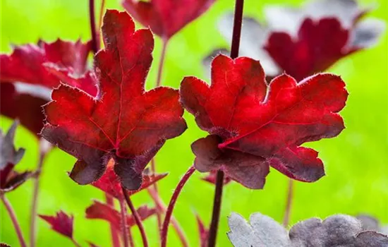 Purpurglöckchen 'Royal Ruby' Purpurglöckchen 'Royal Ruby'