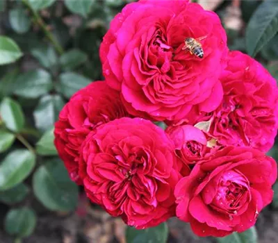 Beetrose 'Bordeaux'® Beetrose 'Bordeaux'®