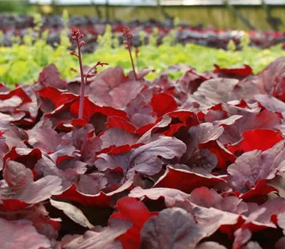 Garten-Purpurglöckchen 'Cherry Cola'® Garten-Purpurglöckchen 'Cherry Cola'®