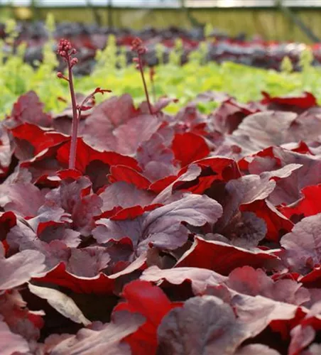 Garten-Purpurglöckchen 'Cherry Cola'®