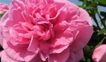 Rosa 'Gertrude Jekyll'®