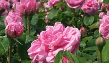 Rosa 'Gertrude Jekyll'®