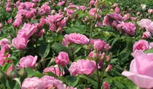 Rosa 'Gertrude Jekyll'®