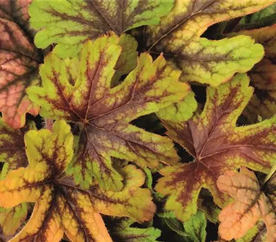 Purpurglöckchen 'Alabama Sunrise' Purpurglöckchen 'Alabama Sunrise'