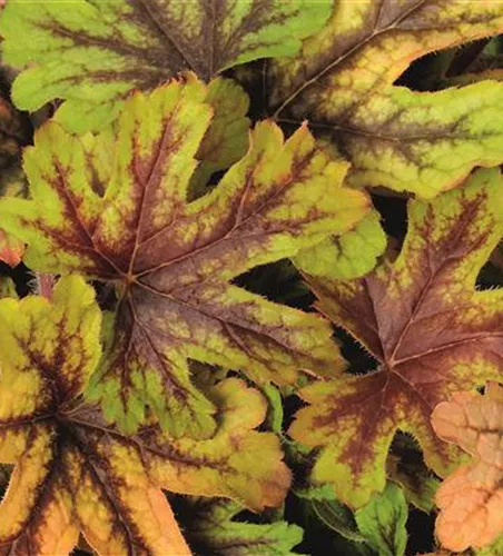 Purpurglöckchen 'Alabama Sunrise'