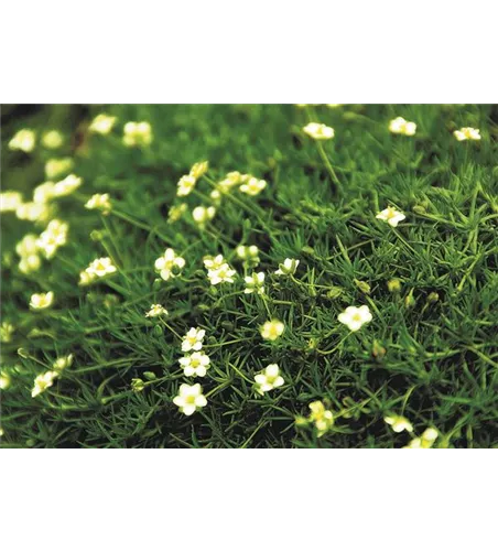 Sternmoos 'Irish Moss'