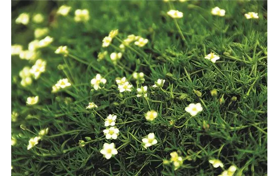 Sternmoos 'Irish Moss' Sternmoos 'Irish Moss'