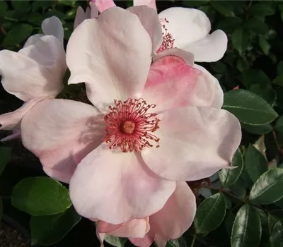 Beetrose 'Sweet Pretty'® Beetrose 'Sweet Pretty'®